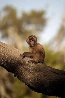 Gelada Monkey Prints: Gelada, Gelada, Theropithecus gelada
