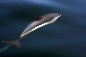 Striped Dolphin Prints: Gestreepte Dolfijn, Striped Dolphin, Stenella coeruleoalba