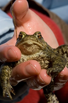 Bufo Bufo Prints: Gewone pad, Common toad, Bufo bufo