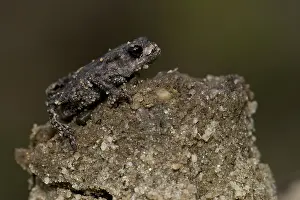 Bufo Bufo Prints: Gewone Pad; Common Toad; Bufo bufo