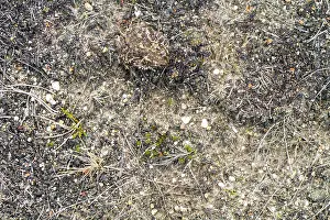 Gewone Pad Print, a Bufo bufo photograph