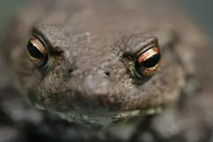 Bufo Bufo Prints: Gewone Pad, Common Toad, Bufo bufo