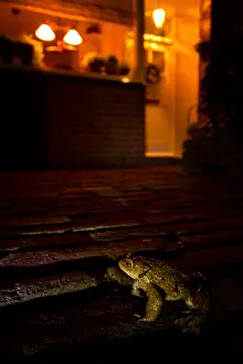 Common Toad Prints: Gewone Pad, Common Toad, Bufo bufo
