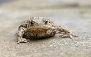 Common Toad Prints: Gewone pad; Common toad; Bufo bufo