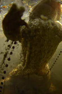Common Toad Mating Print