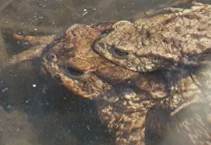 Common Toad Prints: Gewone pad, Common Toad, Bufo bufo