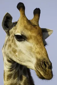 African Mammal Prints: Giraffe