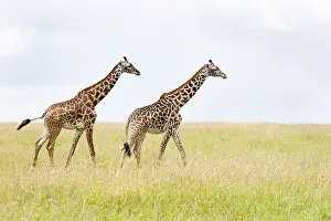 African Mammal Pictures Prints: Giraffe, Giraffa