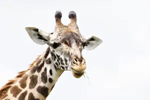 African Nature Scenes Prints: Giraffe, Giraffa