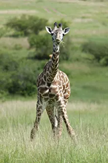 Africa Nature Reserve Prints: Giraffe, Giraffa