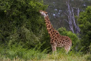 Kenya Safari Animals Prints: A Giraffe, Giraffa camelopardalis