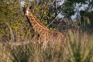 African Giraffe Prints: A giraffe, Giraffe camelopardalis