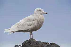 Laridae Family Birds Prints: Glaucous Gull