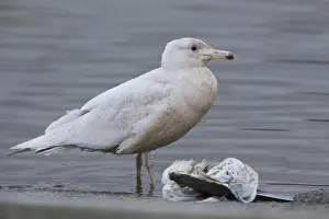 Glaucous Gull Prints: Glaucous Gull