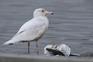 Laridae Family Birds Prints: Glaucous Gull