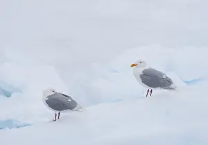 Arctic Wildlife Images Prints: Glaucous Gull, Larus hyperboreus