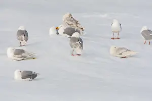Polar Region Fauna Prints: Glaucous Gull, Larus hyperboreus