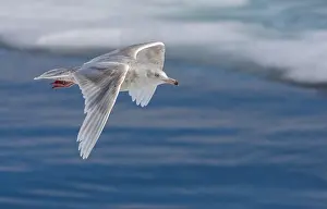 Arctic Seabirds Prints: Glaucous Gull, Larus hyperboreus