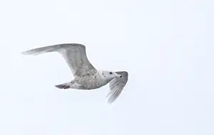 Climate Change Impact On Birds Prints: Glaucous Gull, Larus hyperboreus