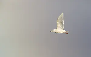 Glaucous Gull Prints: Glaucous Gull, Larus hyperboreus