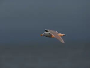 Blue Sky Nature Scenes Prints: Glaucous Gull, Larus hyperboreus