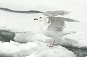 Coastal Nature Photography Prints: Glaucous Gull, Larus hyperboreus