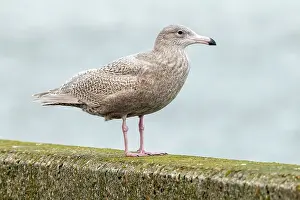 Coastal Bird Photography Prints: Glaucous Gull, Larus hyperboreus