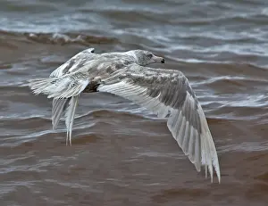 Nature Images Europe Prints: Glaucous Gull, Larus hyperboreus hyperboreus