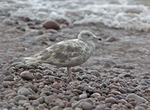 Wild Animal Pictures UK Prints: Glaucous Gull, Larus hyperboreus hyperboreus