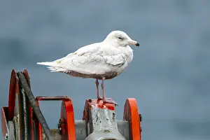 Coastal Nature Photography Prints: Glaucous Gull, Larus hyperboreus hyperboreus