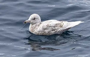 Glaucous Gull Prints: Glaucous Gull, Larus hyperboreus hyperboreus