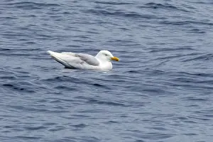 Summer Plumage Birds Prints: Glaucous Gull, Larus hyperboreus hyperboreus
