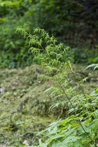 Spring Blooms Europe Prints: Goatsbeard, Aruncus dioicus