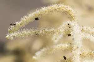 White Blossom Closeup Prints: Goatsbeard, Aruncus dioicus