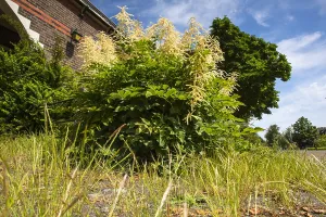 Dutch Flowers Prints: Goatsbeard, Aruncus dioicus