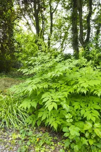 Dutch Flowers Prints: Goatsbeard, Aruncus dioicus