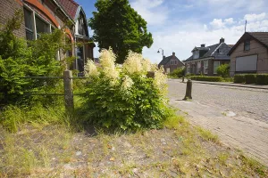 Dutch Flowers Prints: Goatsbeard, Aruncus dioicus
