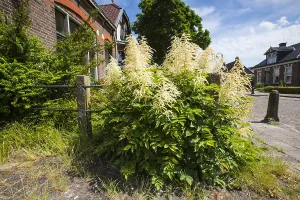 Dutch Flowers Prints: Goatsbeard, Aruncus dioicus