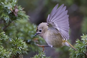 Goldcrest Print: Autumn Migrant in Finnish Tree