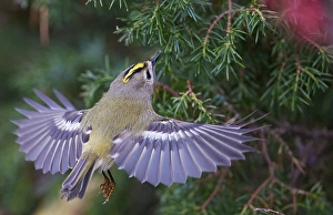 Goldcrest, Regulus regulus