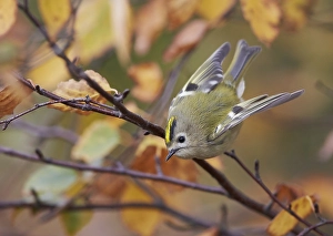 Finland Nature Photography Prints: Goldcrest, Regulus regulus