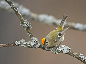 Natural Environment Wildlife Photo Prints: Goldcrest, Regulus regulus
