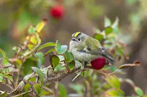 Regulus Regulus Species Prints: Goldcrest, Regulus regulus