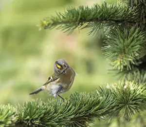 Regulus Regulus Species Prints: Goldcrest, Regulus regulus