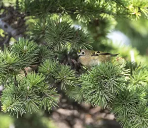 Regulus Regulus Species Prints: Goldcrest, Regulus regulus