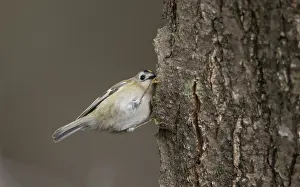 Bird Perched On Tree Prints: Goldcrest, Regulus regulus
