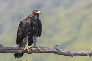 Aquila Chrysaetos Species Prints: Golden Eagle