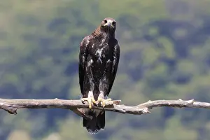 Aquila Chrysaetos Prints: Golden Eagle