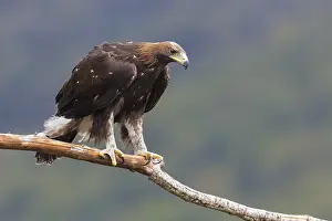 Golden Eagle Prints: Golden Eagle