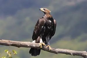 Golden Eagle Prints: Golden Eagle